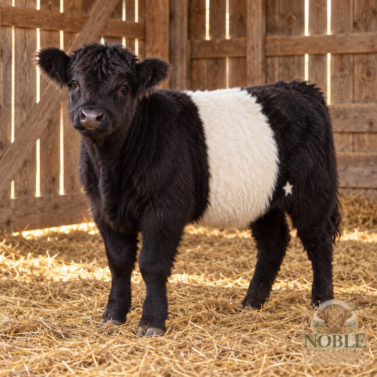 Poppy, Miniature Belted Galloway